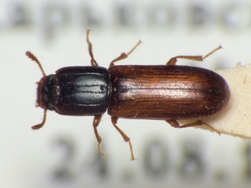 Aulonium ruficorne (Olivier, 1790)